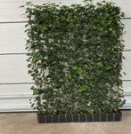 Hedera kant en klaar haag - Klimop haag - Hedera scherm, Tuin en Terras, Planten | Tuinplanten, Ophalen of Verzenden, Zomer, Siergrassen