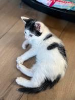 Lieve kitten, Meerdere dieren, Kortharig, 0 tot 2 jaar