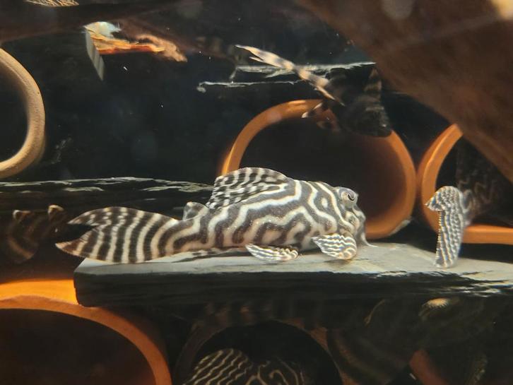 L333, hypancistrus, Dieren en Toebehoren, Vissen | Aquariumvissen, Vis