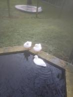 Witte kwakers korte snavels., Dieren en Toebehoren, Mannelijk, Eend