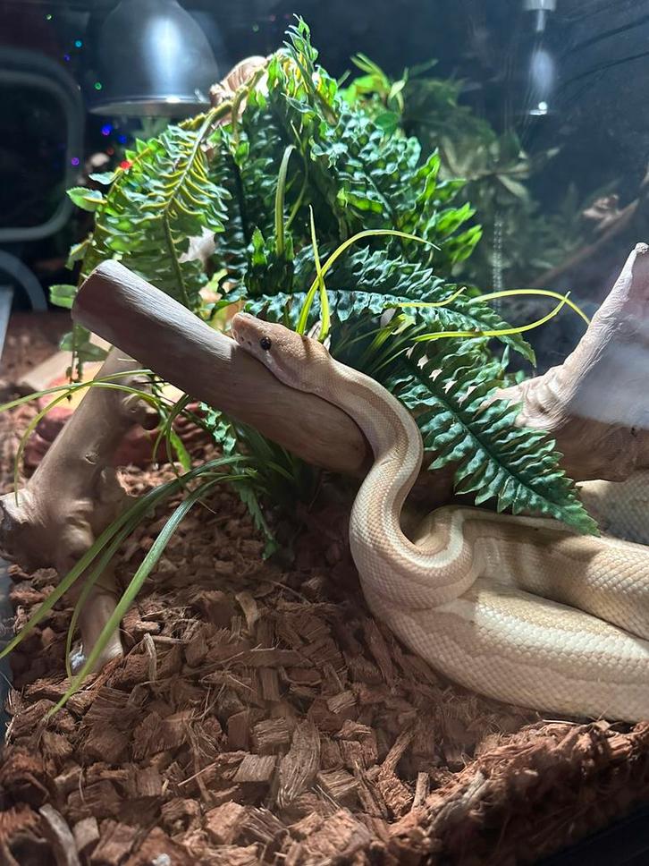 Ball python mannetje, Dieren en Toebehoren, Reptielen en Amfibieën, Slang, 3 tot 6 jaar