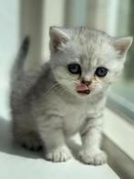 Britse Korthaar Katten, Meerdere dieren, Ontwormd, 0 tot 2 jaar