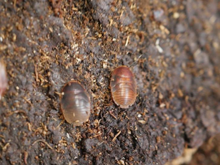 Kakkerlakken, Dieren en Toebehoren, Insecten en Spinnen, Overige soorten