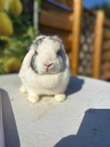 Super lief Minilop voedstertje🩷 beschikbaar voor biedingen