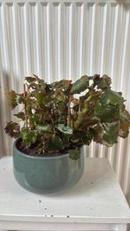 Begonia in pot, Huis en Inrichting, Kamerplanten, Ophalen, In pot, Halfschaduw, Minder dan 100 cm
