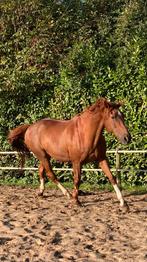 Gezocht: plek voor een weidemaatje, Weidegang, 1 paard of pony