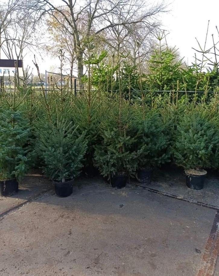 Kerstbomen, Tuin en Terras, Planten | Bomen, Overige soorten, 100 tot 250 cm, Volle zon, Zomer, In pot, Ophalen of Verzenden