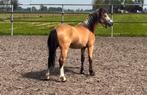 Prachtige welsh sectie A ruin te koop, Dieren en Toebehoren, Pony's, Gechipt, Ruin, Dressuurpony, 3 tot 6 jaar
