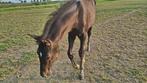 Hengstveulen dressuur Dutch Dream x Negro, Dieren en Toebehoren, Paarden, Minder dan 160 cm, Niet van toepassing, Dressuurpaard