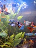 Snakeskin guppy, Dieren en Toebehoren, Vissen | Aquariumvissen, Vis