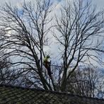 Bomen klimmend snoeien kappen knotten, Minder dan 3 m³, Ophalen