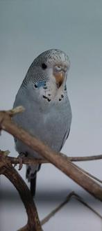 Diverse parkieten, Dieren en Toebehoren, Vogels | Parkieten en Papegaaien, Meerdere dieren, Parkiet, Tam