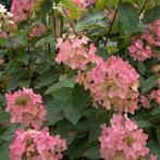 Hydrangea paniculata Pink Diamond - pluimhortensia, Tuin en Terras, Planten | Tuinplanten, Ophalen of Verzenden