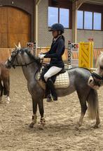 Epplejeck setje voor shetlander pony dekje peesjes oornetje, Ophalen of Verzenden, Nieuw, Dekje