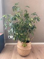 Grote Schefflera plant met pot en mand, Overige soorten, Vaste plant, Ophalen of Verzenden, Bloeit niet