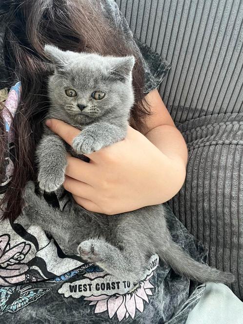 Mooie ras britse korthaar, Dieren en Toebehoren, Katten en Kittens | Raskatten | Korthaar, Meerdere dieren, 0 tot 2 jaar, Ontwormd