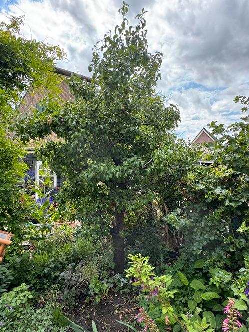 Conference Peer van 80/90 jaar oud, Tuin en Terras, Planten | Bomen, Overige soorten, 250 tot 400 cm, Volle zon, Lente, Ophalen