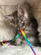 maincoon kittens Rusisch Pools  bloed lijnen, Dieren en Toebehoren, Meerdere dieren, Gechipt, 0 tot 2 jaar