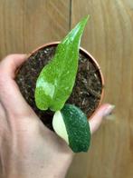 Monstera thai constellation plant narrow mint variegata albo, Huis en Inrichting, Kamerplanten, Ophalen of Verzenden, Halfschaduw
