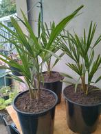 Te koop Trachycarpus fortunei palmen, Tuin en Terras, Planten | Tuinplanten, Ophalen, Zomer, Overige soorten, Volle zon