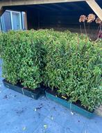 Portugese laurier kant en klaar hagen 100x80/100 cm hoog, Ophalen of Verzenden, Laurier