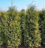 Mooie volle coniferen, Ophalen of Verzenden, Conifeer, 100 tot 250 cm