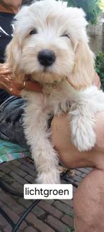 Goldendoodle pups, Dieren en Toebehoren, Honden | Retrievers, Spaniëls en Waterhonden, Overige rassen, CDV (hondenziekte), 8 tot 15 weken