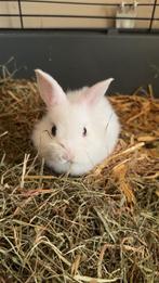 Fluffy blauwoog baby konijntje, Dieren en Toebehoren, Konijnen, Mannelijk, Dwerg