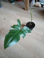 Philodendron golden dragon, Ophalen, Overige soorten, Halfschaduw, Minder dan 100 cm