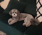 Prachtige Toy poedel ( unieke kleur!), Rabiës (hondsdolheid), Reu, Eén hond, 3 tot 5 jaar