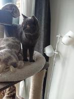 MJM Dogs Foundation: Romeo volledig geënt+ gecastreerd, Dieren en Toebehoren, Katten en Kittens | Overige Katten, Kater, Kortharig