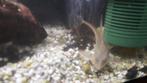 Sturisoma's, Dieren en Toebehoren, Vissen | Aquariumvissen, Vis, Zoetwatervis