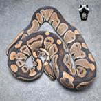 0.1 Normal het clown (proven breeder) Python regius, Dieren en Toebehoren, Reptielen en Amfibieën, Slang, Tam, 3 tot 6 jaar