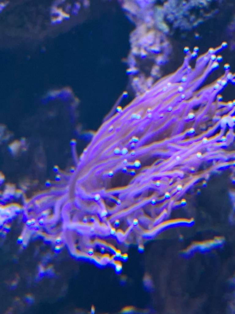 Euphyllia glabrescens, Dieren en Toebehoren, Vis