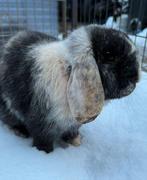 Mickey zoekt een huisje! (Gecastreerd en Gevaccineerd), Dieren en Toebehoren, Konijnen, Mannelijk, Klein, 0 tot 2 jaar