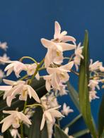 Orchidee Dendrobium Delicatum XXL Moederplant (2), Ophalen of Verzenden, Halfschaduw, Minder dan 100 cm