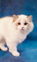 Drie ragdoll seal bicolor (lynx) kittens met stamboom, Dieren en Toebehoren, Katten en Kittens | Raskatten | Langhaar, Meerdere dieren