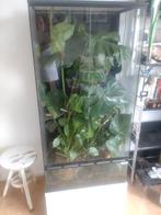 Terrarium voor bijvoorbeeld kameleon, Ophalen, Gebruikt, Terrarium of Paludarium