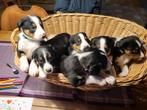 Aangeboden appenzellerxborder collie pups, Overige rassen, 8 tot 15 weken, Meerdere, Meerdere dieren