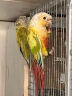 Super broed koppel phyrura’s, Dieren en Toebehoren, Vogels | Parkieten en Papegaaien, Meerdere dieren, Parkiet