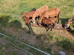 Te koop barbados black belly ram lammeren., Dieren en Toebehoren, Schapen, Geiten en Varkens, Meerdere dieren, Schaap