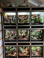 Diverse bijzondere stekjes, Verzenden, Overige soorten, Minder dan 100 cm