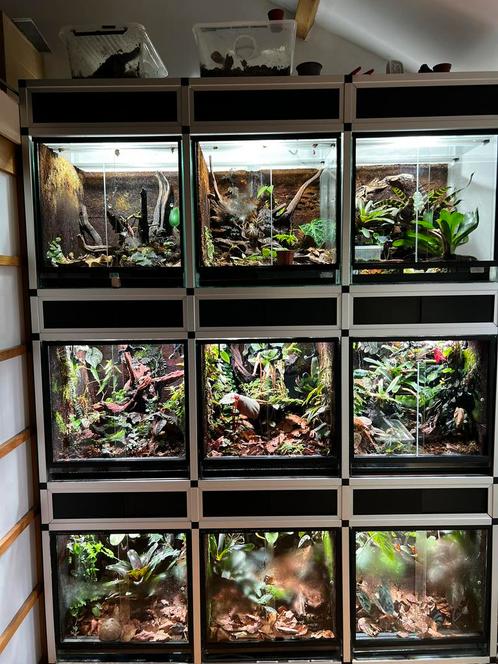 Diverse bijzondere stekjes, Huis en Inrichting, Kamerplanten, Overige soorten, Minder dan 100 cm, Verzenden