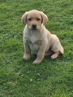 blonde en een zwarte labrador pup, Dieren en Toebehoren, Honden | Retrievers, Spaniëls en Waterhonden, Parvo, 8 tot 15 weken, Labrador retriever