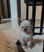 Bluepoint kittens, Meerdere dieren