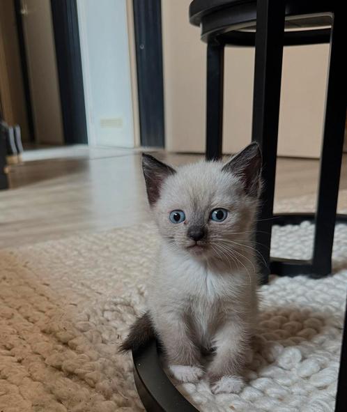 Bluepoint kittens, Dieren en Toebehoren, Katten en Kittens | Raskatten | Korthaar, Meerdere dieren