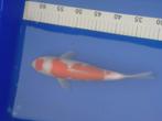 Kohaku tosai, Dieren en Toebehoren, Vissen | Vijvervissen, Karper of Koi