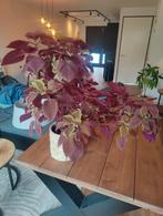 Mooie rode siernetel aangeboden, Huis en Inrichting, Ophalen, Zo goed als nieuw