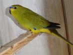 Elegant parkiet man / lutino, Mannelijk, Parkiet, Geringd