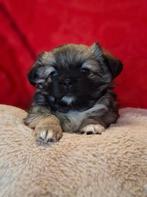 Tibetaanse spaniel pups met stamboom, België, Fokker | Hobbymatig, Overige rassen, 8 tot 15 weken